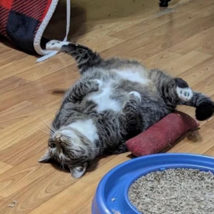 Get Ready to LOL at These 45 Cats Being Totally Hilarious and Adorable