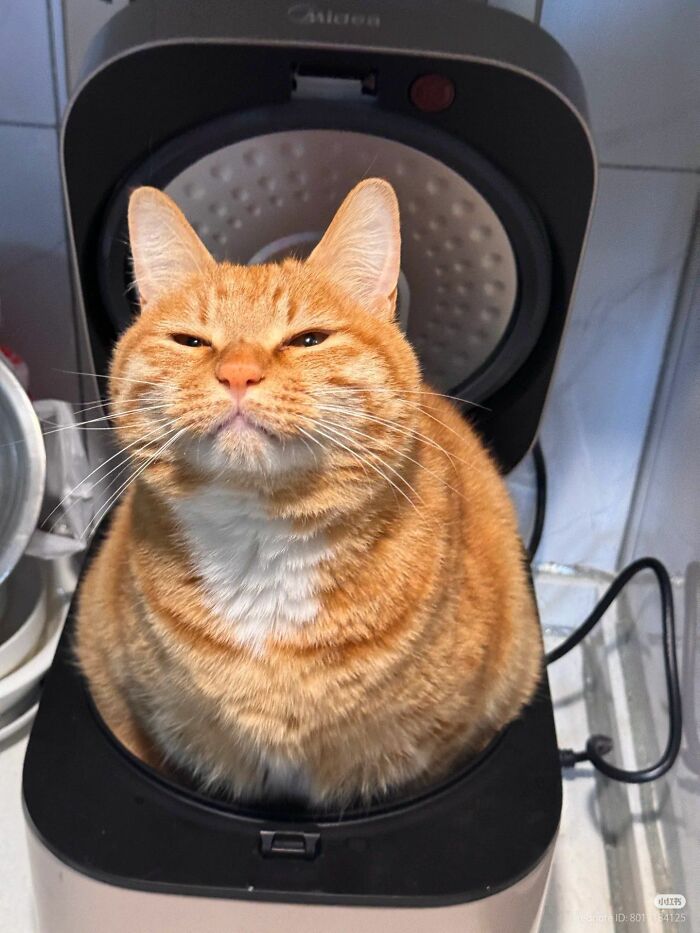Get Ready to LOL at These 45 Cats Being Totally Hilarious and Adorable