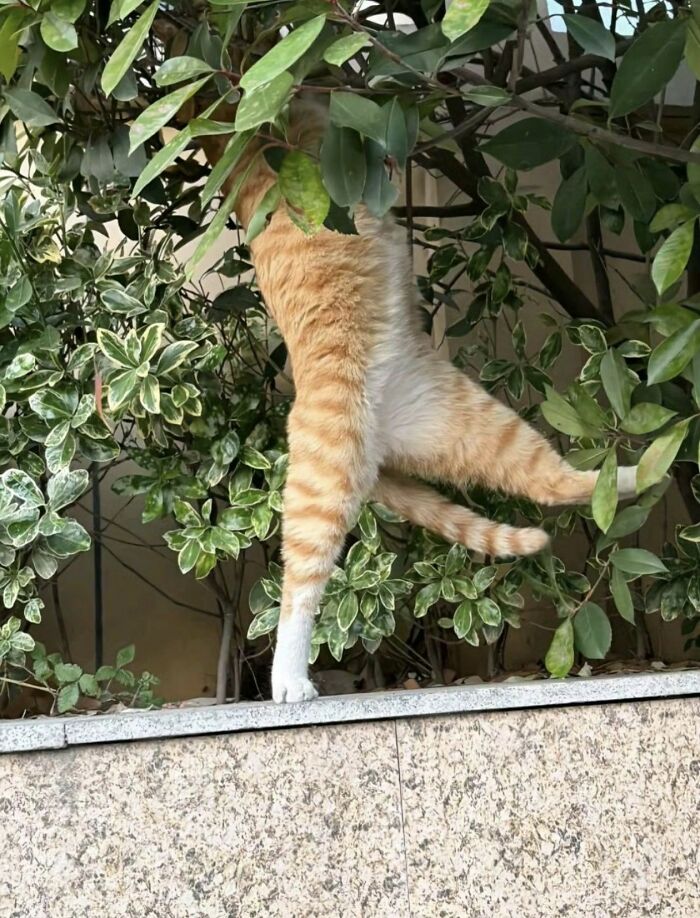Get Ready to LOL at These 45 Cats Being Totally Hilarious and Adorable