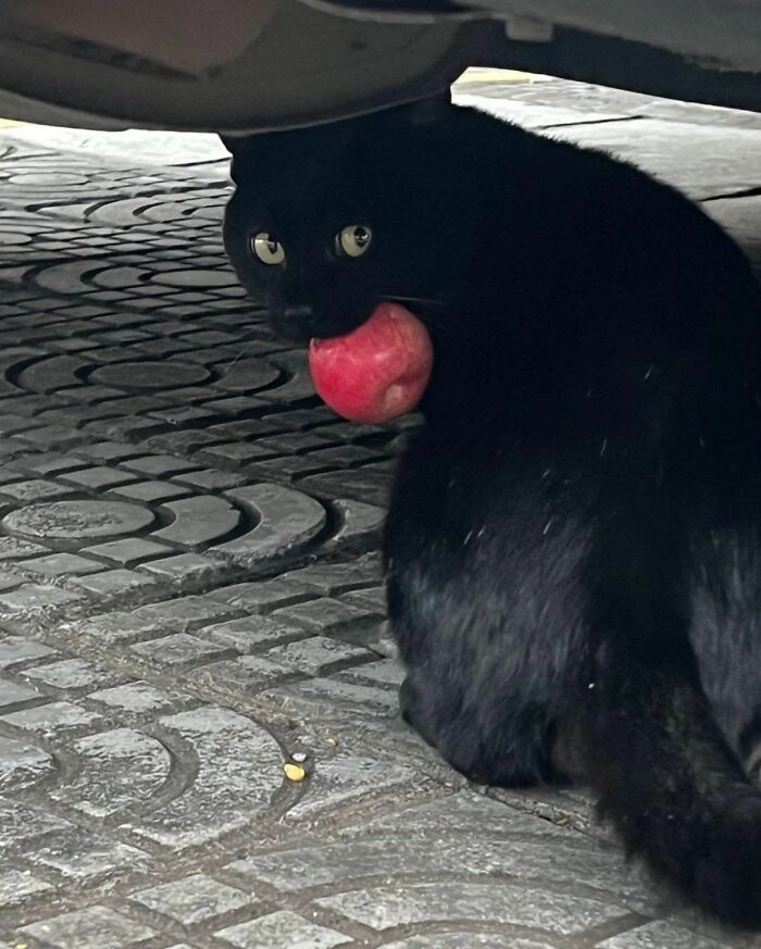 Get Ready to LOL at These 45 Cats Being Totally Hilarious and Adorable