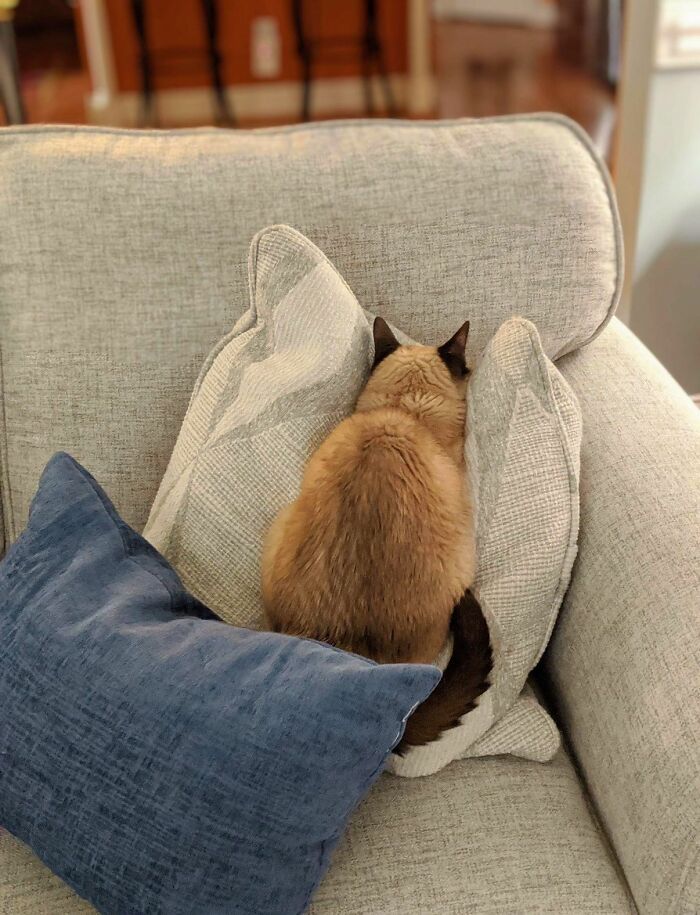 Get Ready to LOL at These 45 Cats Being Totally Hilarious and Adorable