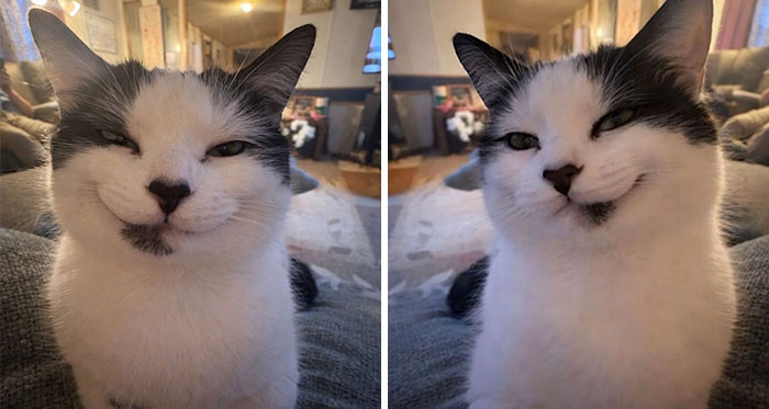 Get Ready to LOL at These 45 Cats Being Totally Hilarious and Adorable