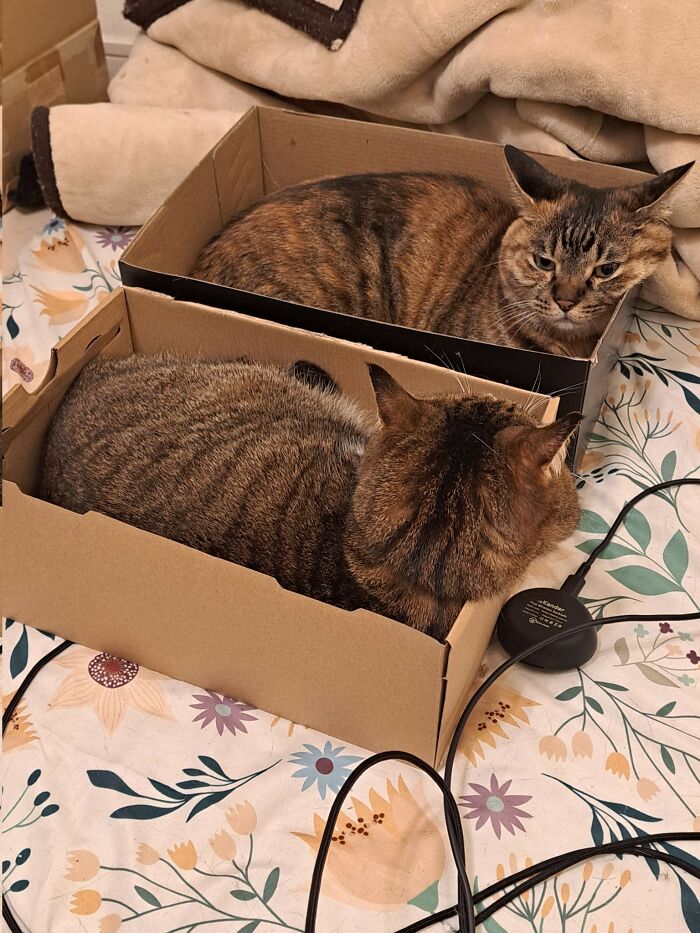 Get Ready to LOL at These 45 Cats Being Totally Hilarious and Adorable