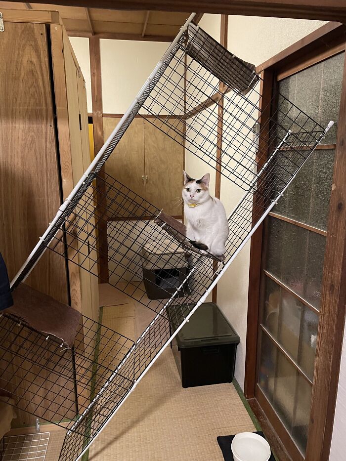 Get Ready to LOL at These 45 Cats Being Totally Hilarious and Adorable