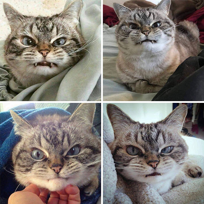Get Ready to LOL at These 45 Cats Being Totally Hilarious and Adorable