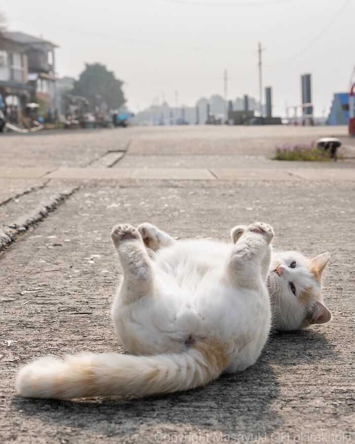 Get Ready to LOL at These 45 Cats Being Totally Hilarious and Adorable