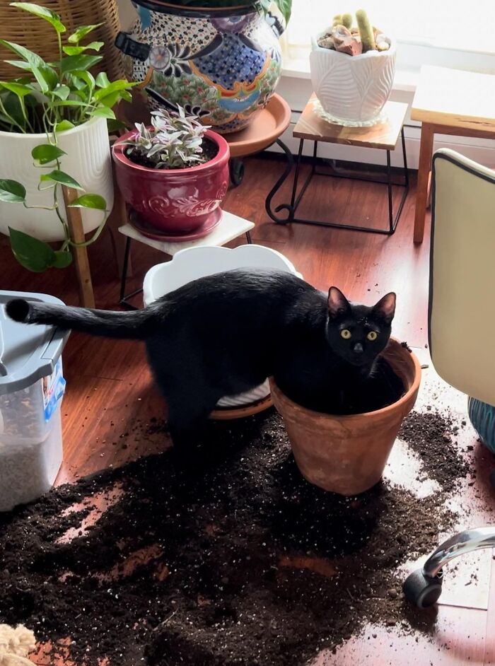 Get Ready to LOL at These 45 Cats Being Totally Hilarious and Adorable