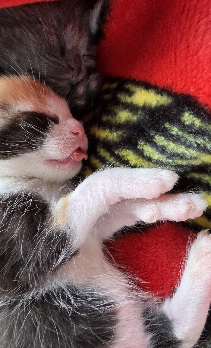 Get Ready to LOL at These 45 Cats Being Totally Hilarious and Adorable