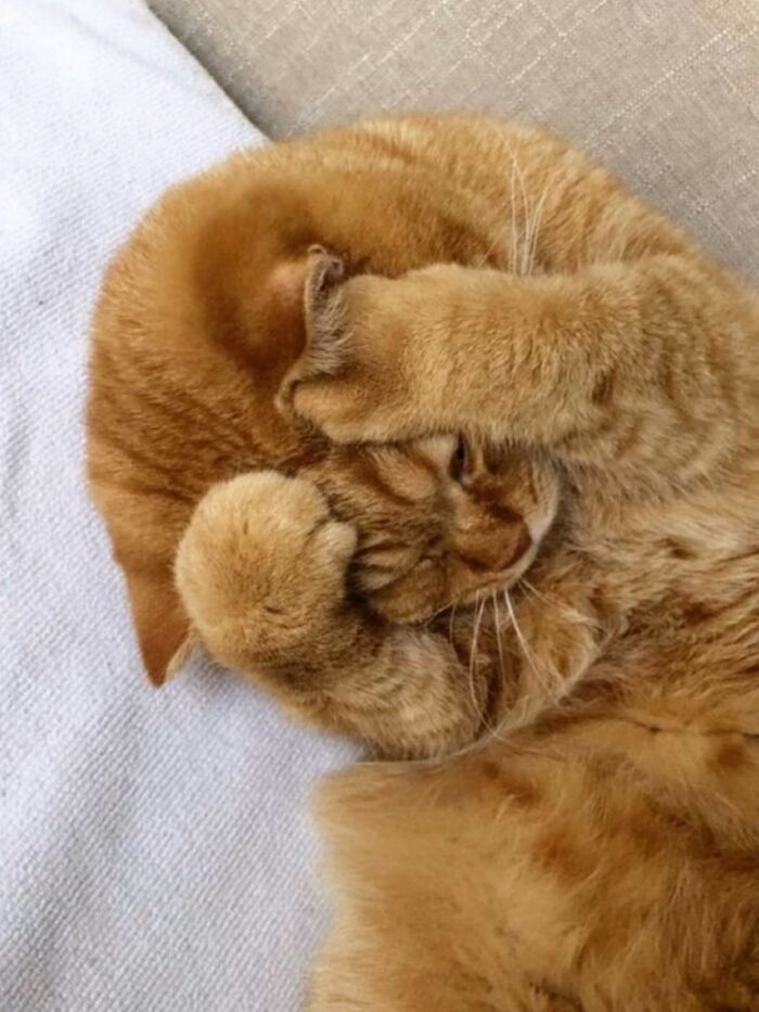 Get Ready to LOL at These 45 Cats Being Totally Hilarious and Adorable