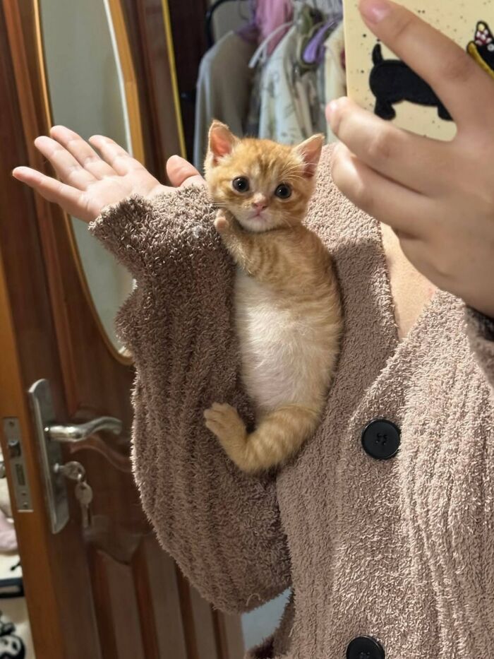 Get Ready to LOL at These 45 Cats Being Totally Hilarious and Adorable