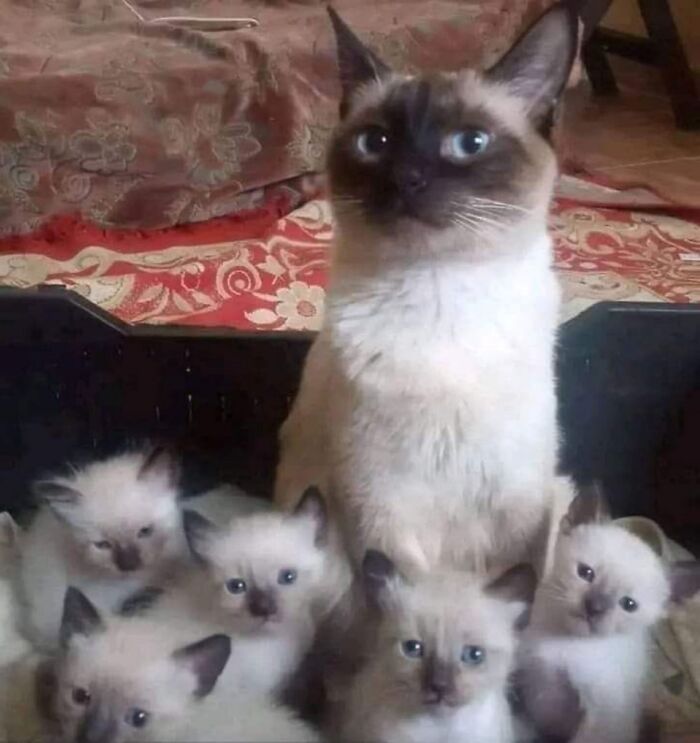 Get Ready to LOL at These 45 Cats Being Totally Hilarious and Adorable