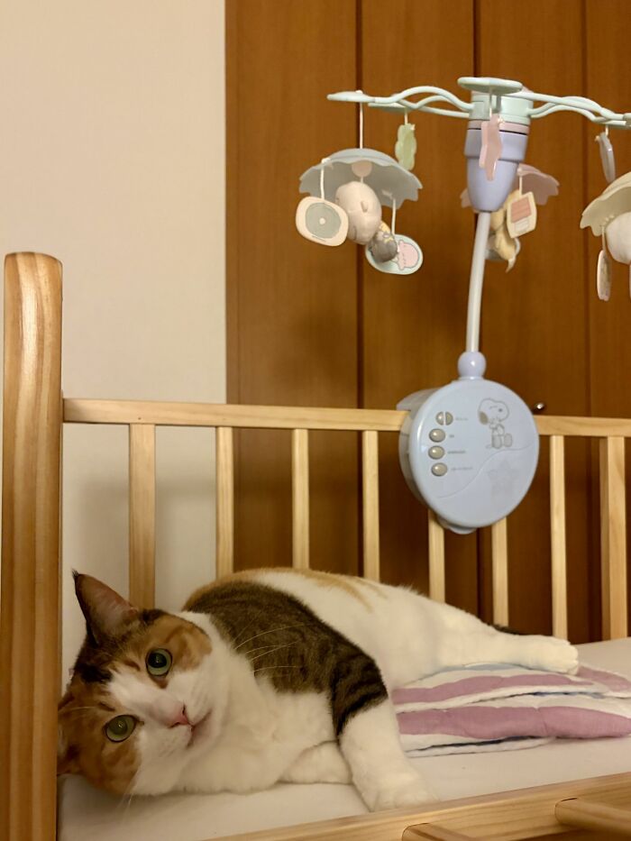 Get Ready to LOL at These 45 Cats Being Totally Hilarious and Adorable