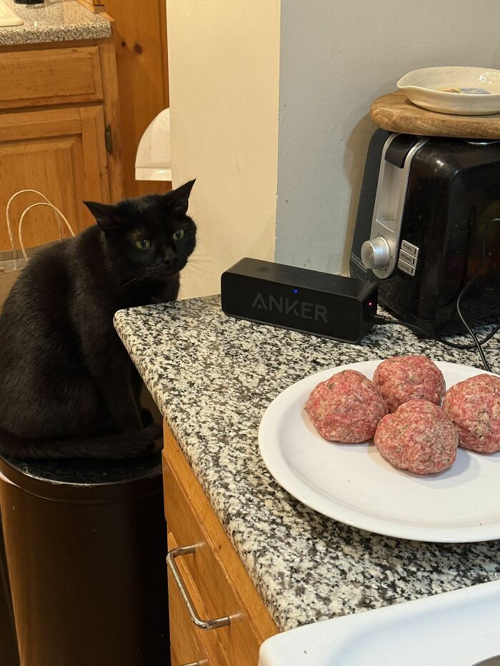 Get Ready to LOL at These 45 Cats Being Totally Hilarious and Adorable