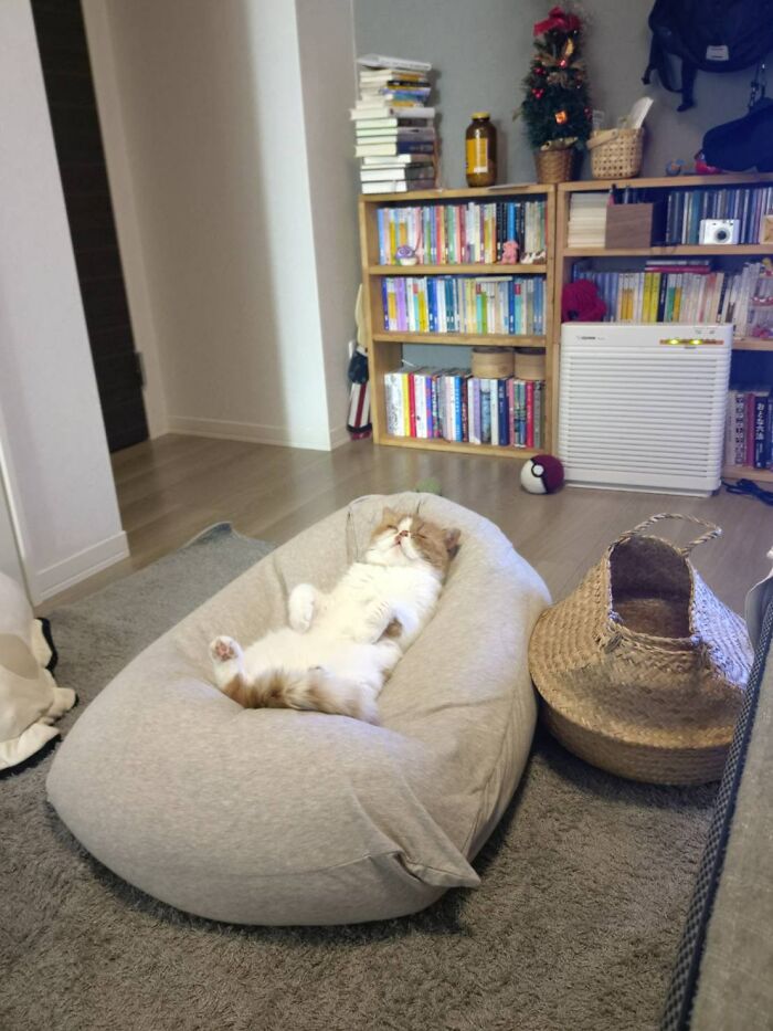 Get Ready to LOL at These 45 Cats Being Totally Hilarious and Adorable