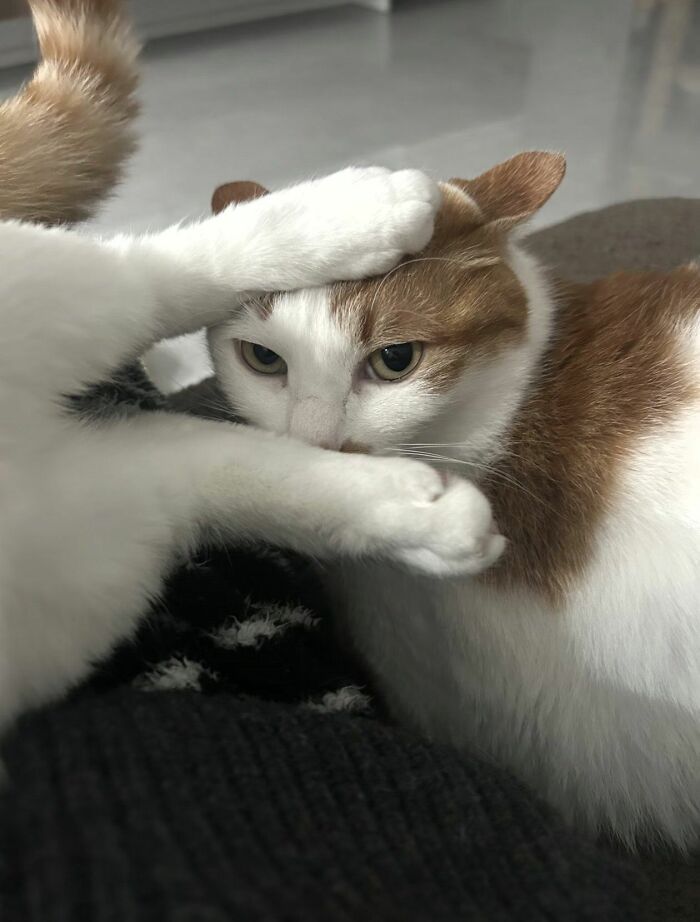 Get Ready to LOL at These 45 Cats Being Totally Hilarious and Adorable