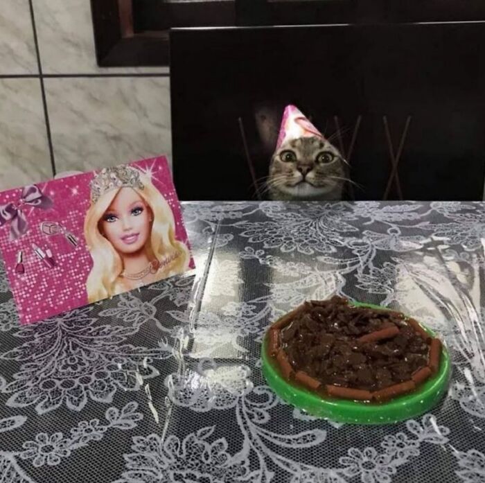 Get Ready to LOL at These 45 Cats Being Totally Hilarious and Adorable
