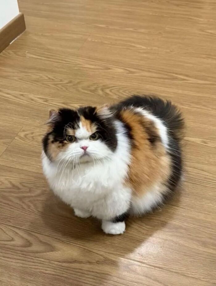 Get Ready to LOL at These 45 Cats Being Totally Hilarious and Adorable