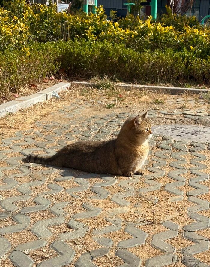 Get Ready to LOL at These 45 Cats Being Totally Hilarious and Adorable