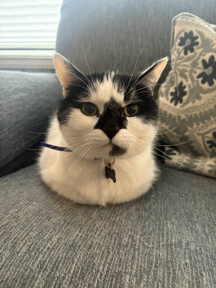 Get Ready to LOL at These 45 Cats Being Totally Hilarious and Adorable