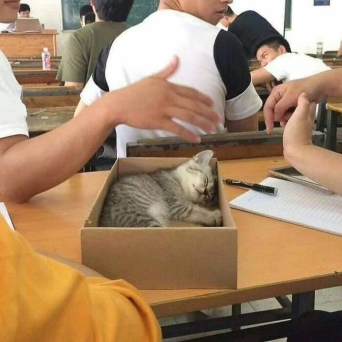 Get Ready to LOL at These 45 Cats Being Totally Hilarious and Adorable