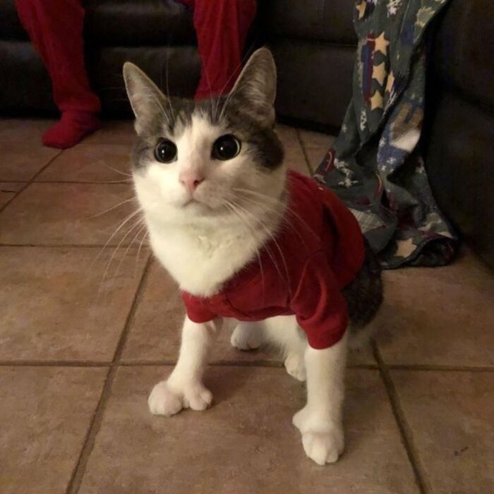 Get Ready to LOL at These 45 Cats Being Totally Hilarious and Adorable