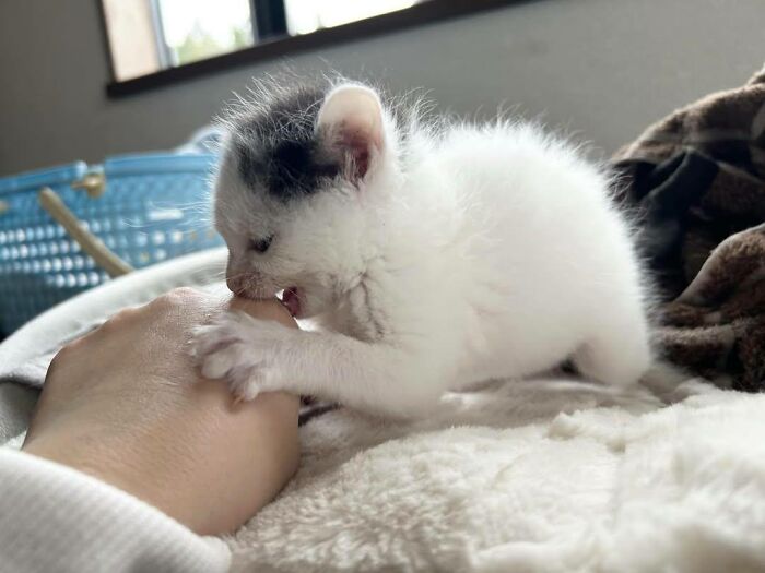 Get Ready to LOL at These 45 Cats Being Totally Hilarious and Adorable