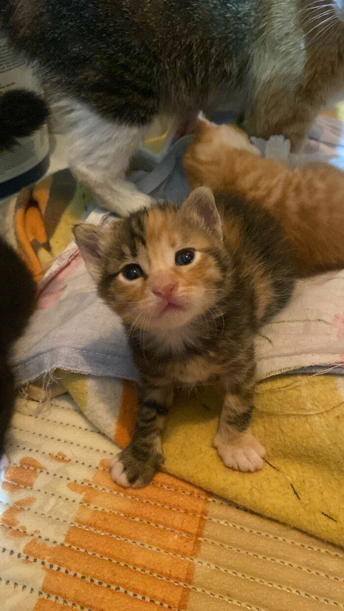 Get Ready to LOL at These 45 Cats Being Totally Hilarious and Adorable
