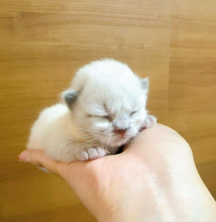 Get Ready to LOL at These 45 Cats Being Totally Hilarious and Adorable