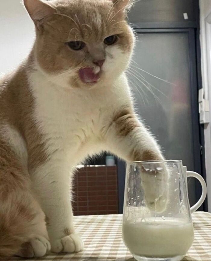 Get Ready to LOL at These 45 Cats Being Totally Hilarious and Adorable