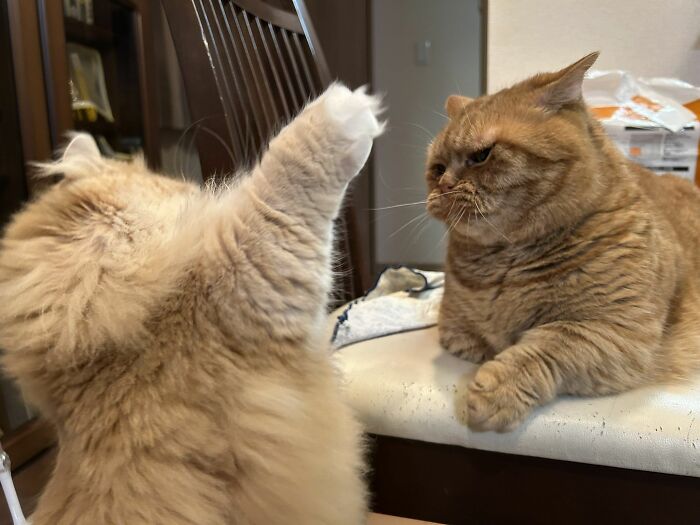 Get Ready to LOL at These 45 Cats Being Totally Hilarious and Adorable