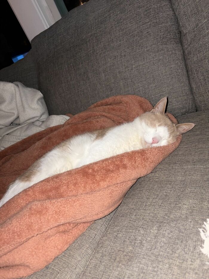 Get Ready to LOL at These 45 Cats Being Totally Hilarious and Adorable