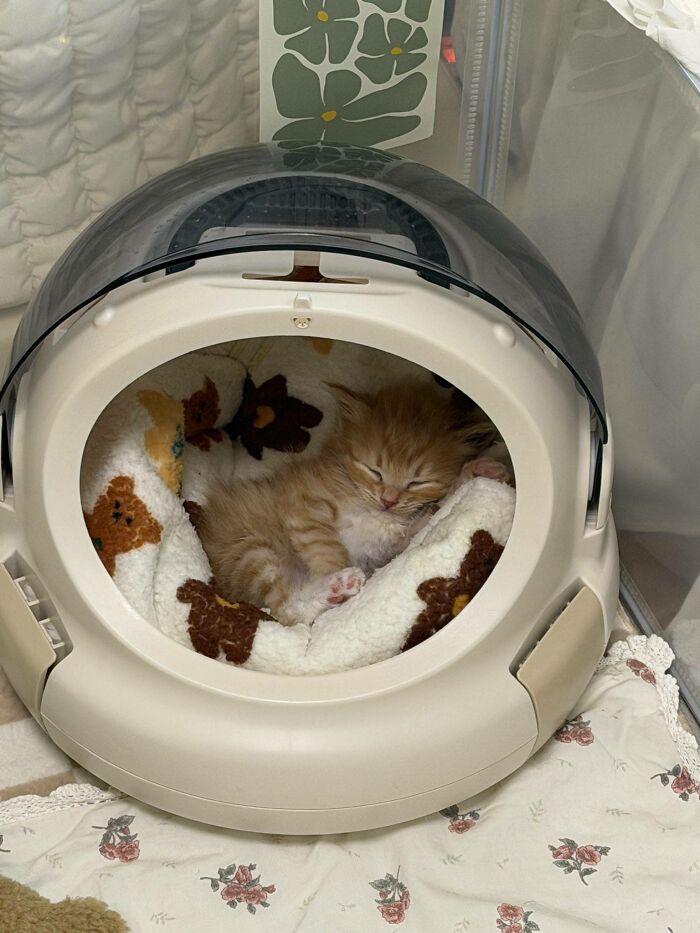 Get Ready to LOL at These 45 Cats Being Totally Hilarious and Adorable