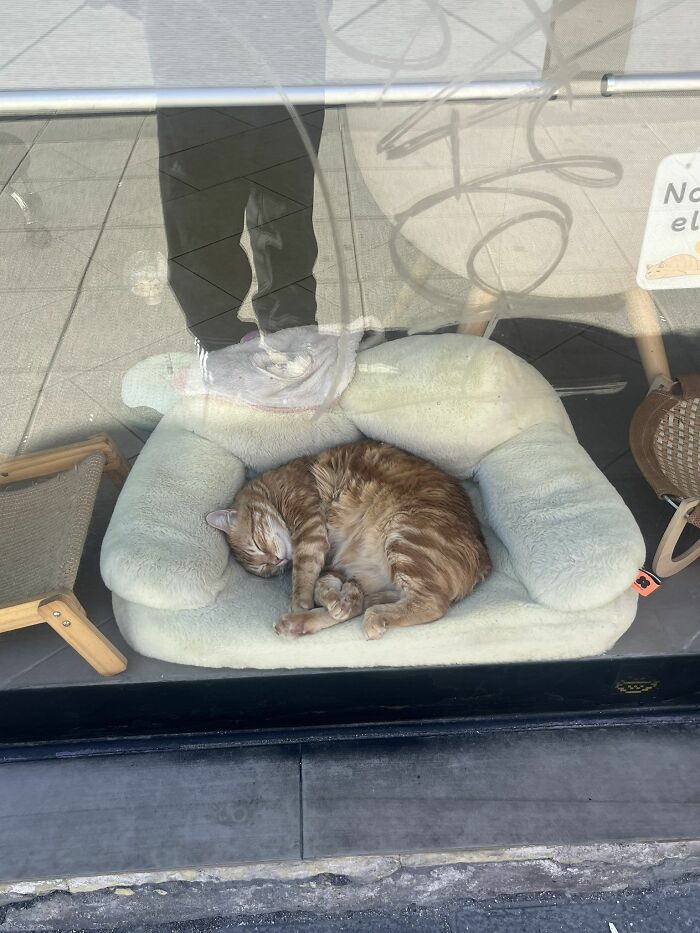 Get Ready to LOL at These 45 Cats Being Totally Hilarious and Adorable