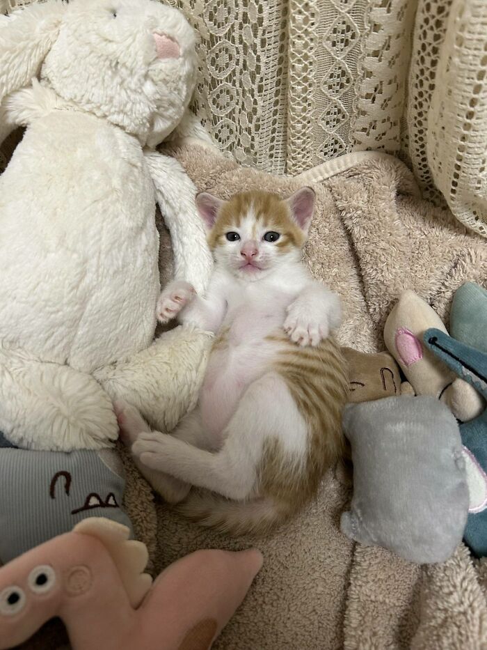 Get Ready to LOL at These 45 Cats Being Totally Hilarious and Adorable