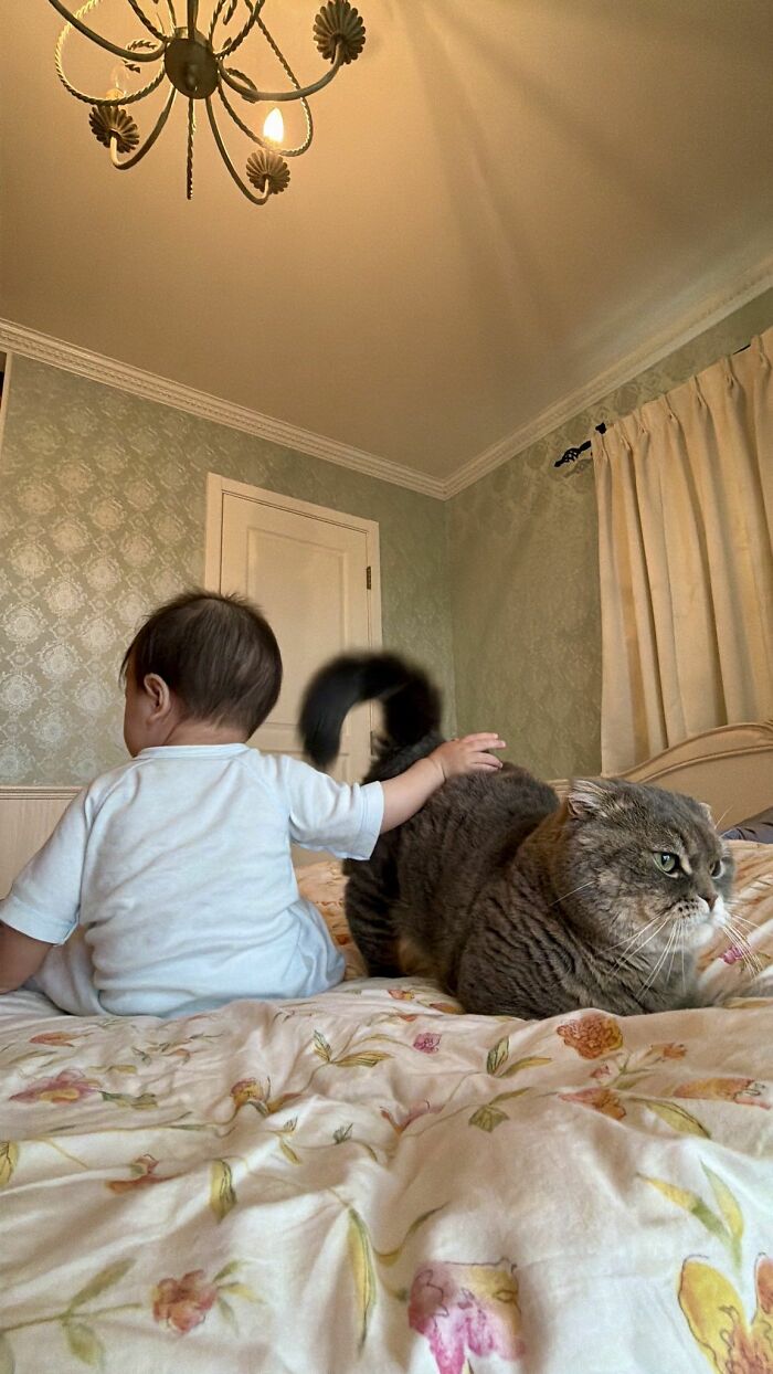 Get Ready to LOL at These 45 Cats Being Totally Hilarious and Adorable
