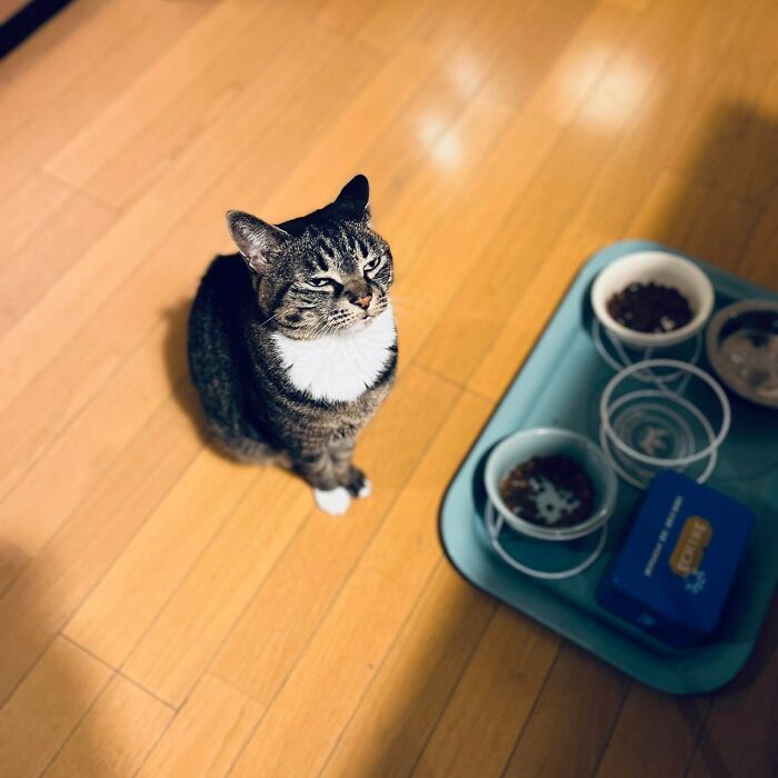 Get Ready to LOL at These 45 Cats Being Totally Hilarious and Adorable