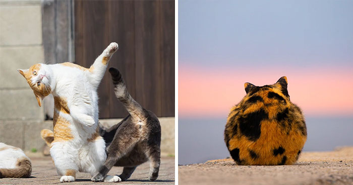 These Cats Nail The Perfect Funny Moment Every. Single. Time.