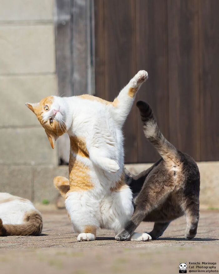 These Cats Nail The Perfect Funny Moment Every. Single. Time.