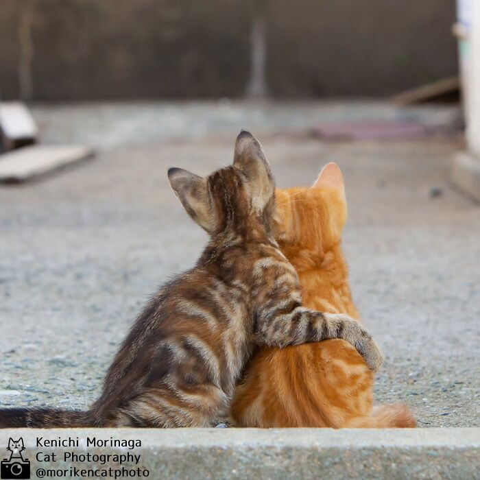 These Cats Nail The Perfect Funny Moment Every. Single. Time.