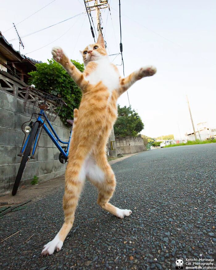 These Cats Nail The Perfect Funny Moment Every. Single. Time.