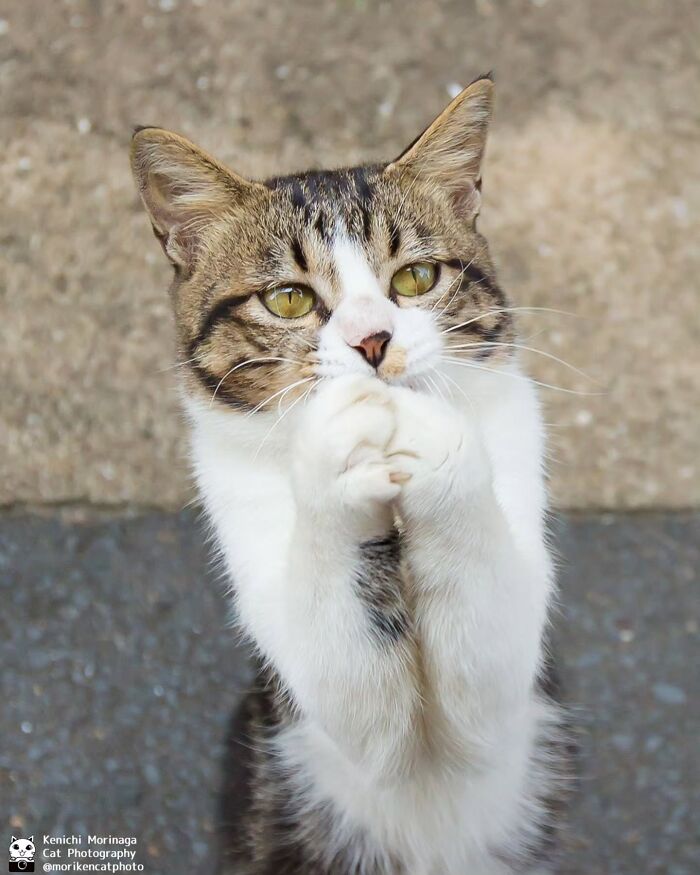 These Cats Nail The Perfect Funny Moment Every. Single. Time.