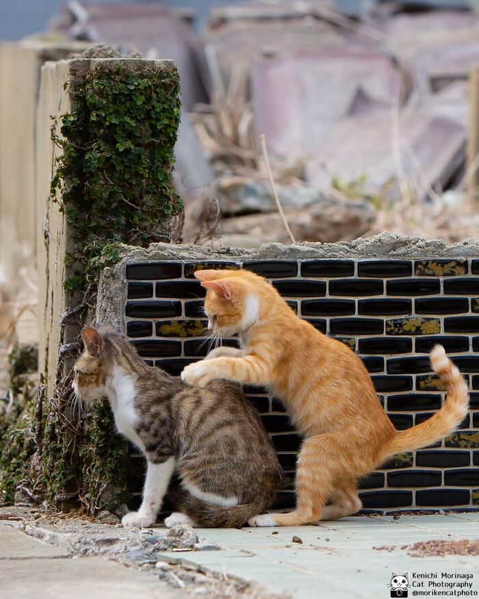 These Cats Nail The Perfect Funny Moment Every. Single. Time.