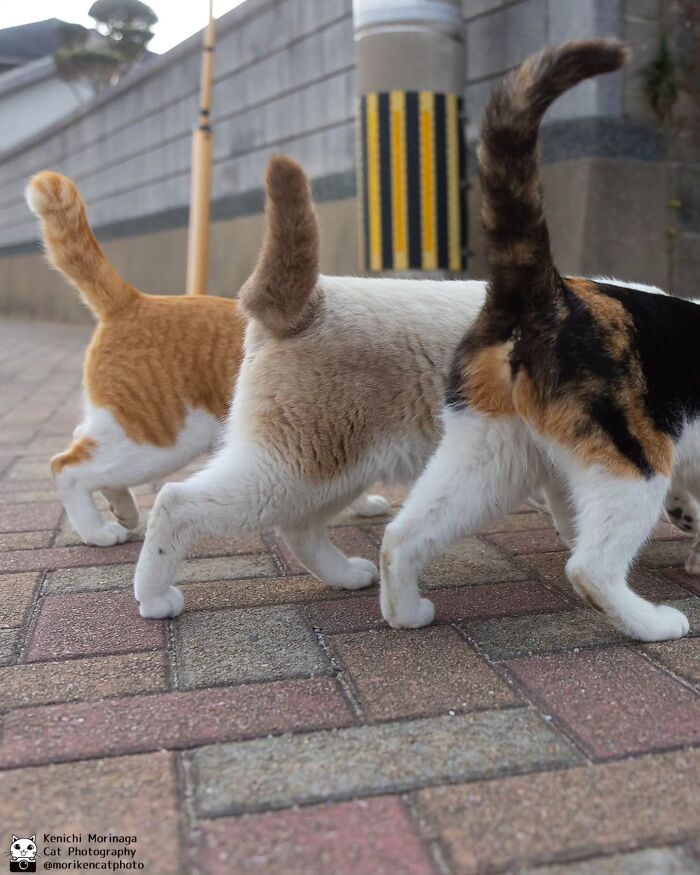 These Cats Nail The Perfect Funny Moment Every. Single. Time.