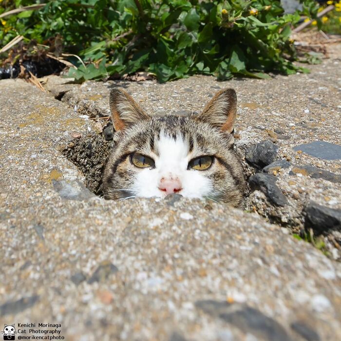 These Cats Nail The Perfect Funny Moment Every. Single. Time.