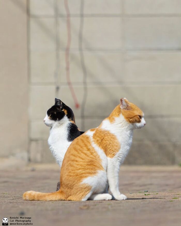These Cats Nail The Perfect Funny Moment Every. Single. Time.