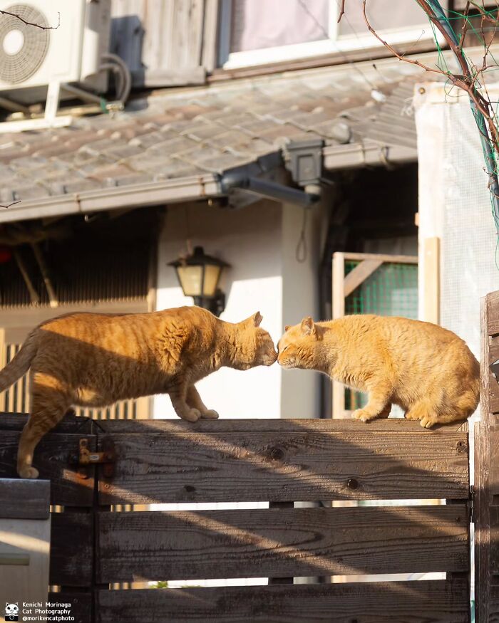 These Cats Nail The Perfect Funny Moment Every. Single. Time.