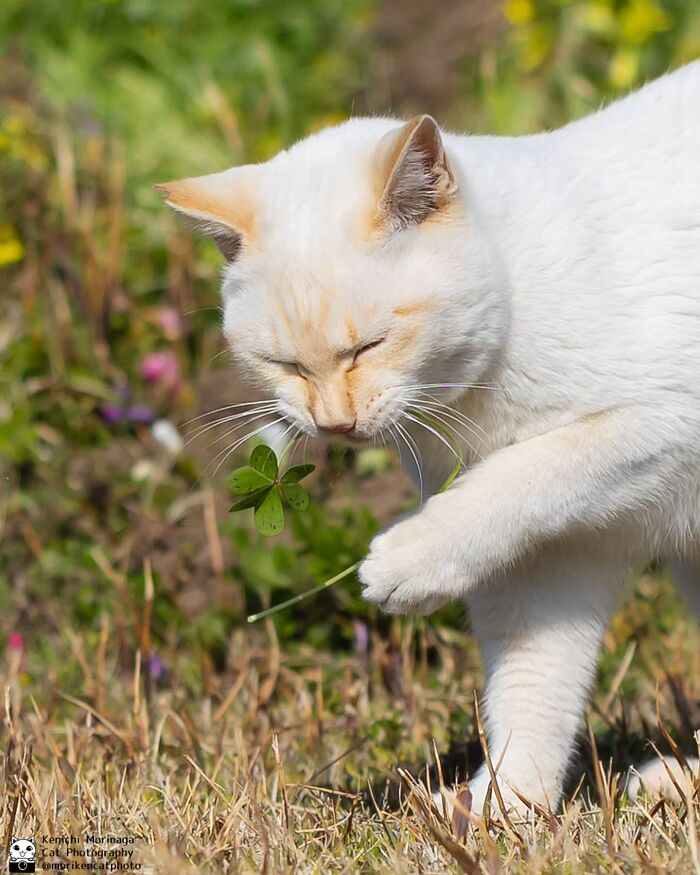 These Cats Nail The Perfect Funny Moment Every. Single. Time.