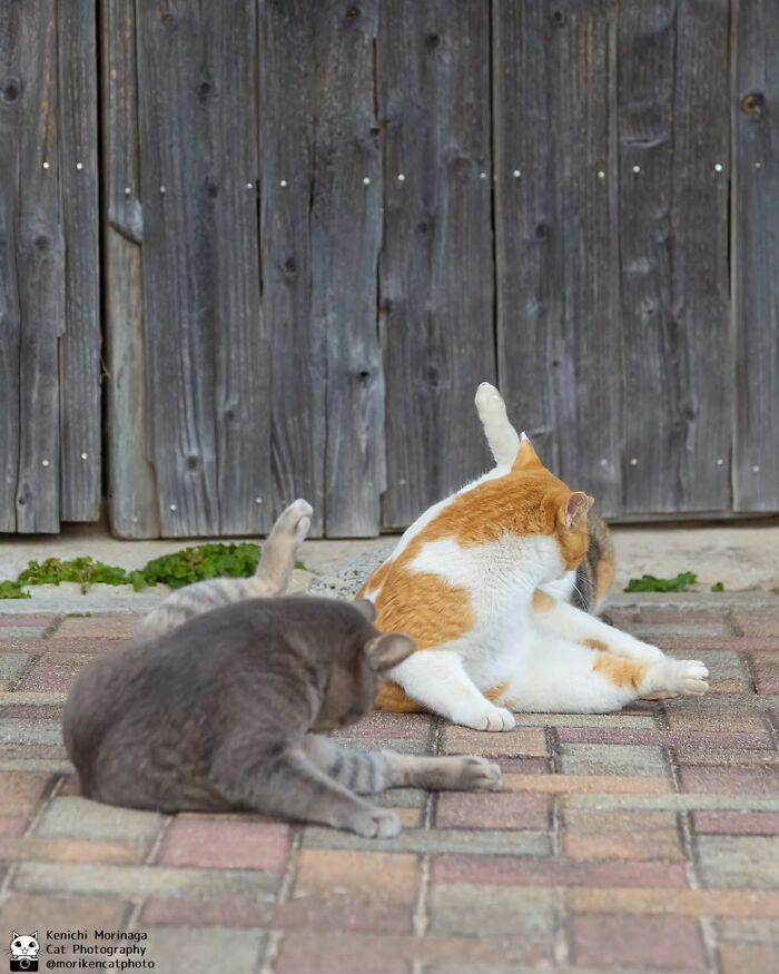 These Cats Nail The Perfect Funny Moment Every. Single. Time.