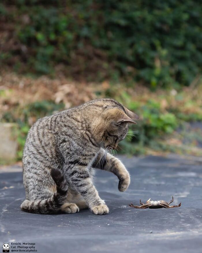 These Cats Nail The Perfect Funny Moment Every. Single. Time.