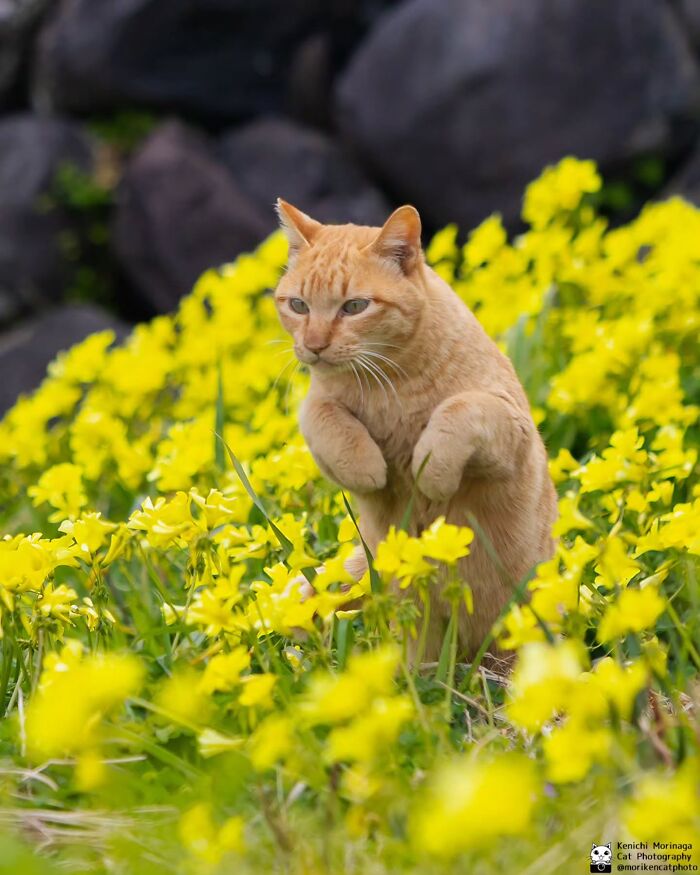These Cats Nail The Perfect Funny Moment Every. Single. Time.
